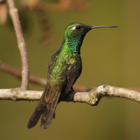 Cuban Emerald